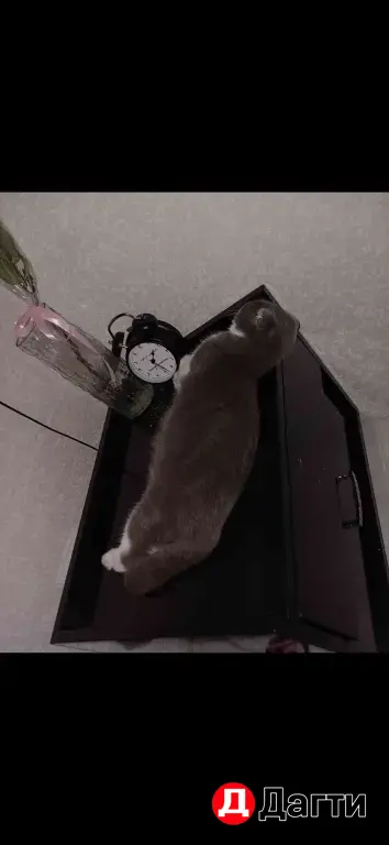 кошка и котята