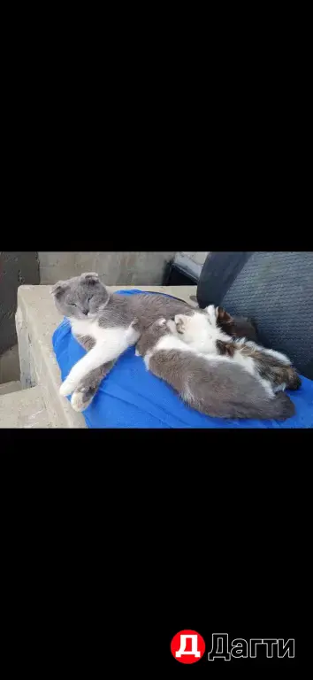 кошка и котята