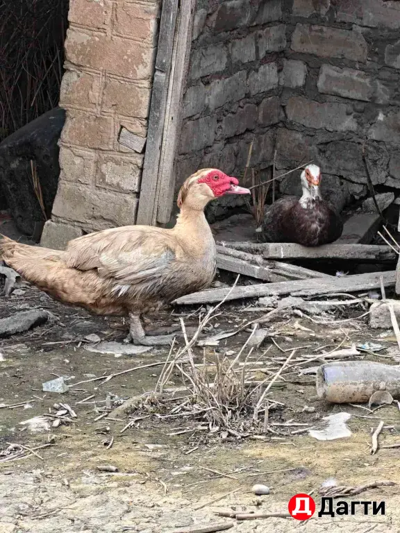 Продам индоуток