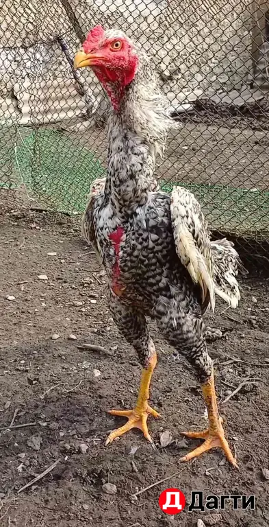 Бойцовая птица Шамо