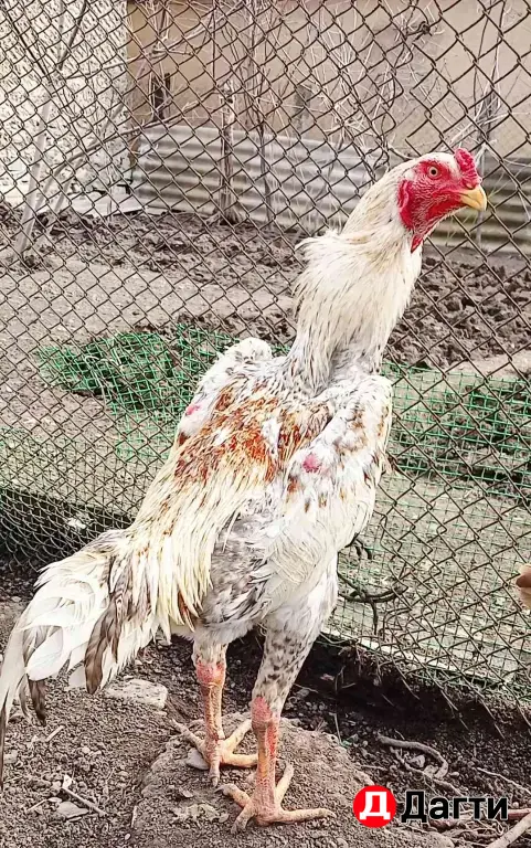Бойцовая птица Шамо