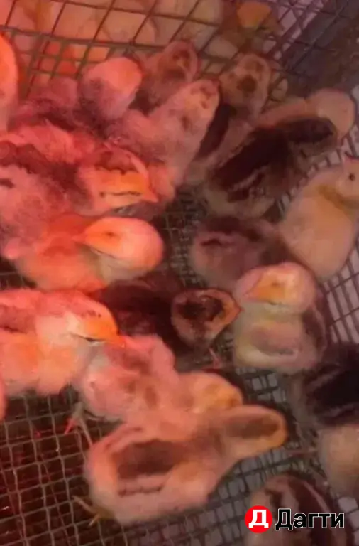 цыплята суточные