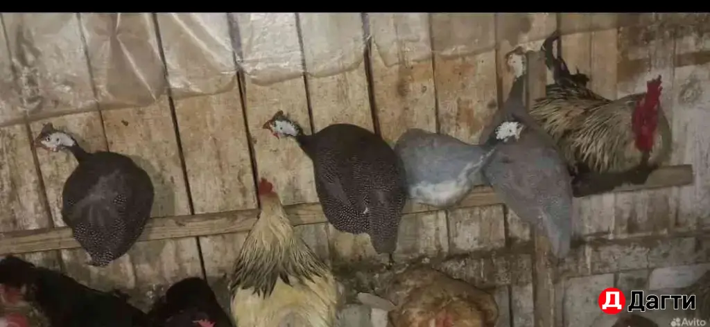 цыплята суточные