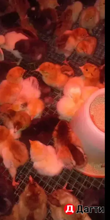 цыплята суточные