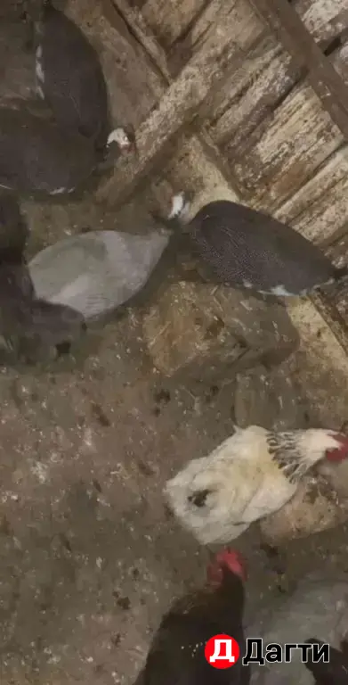 цыплята суточные