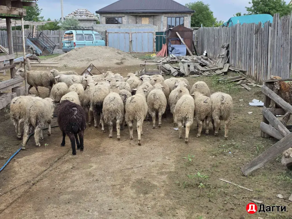 баранчики ягнята