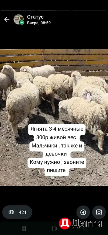 баранчики ягнята