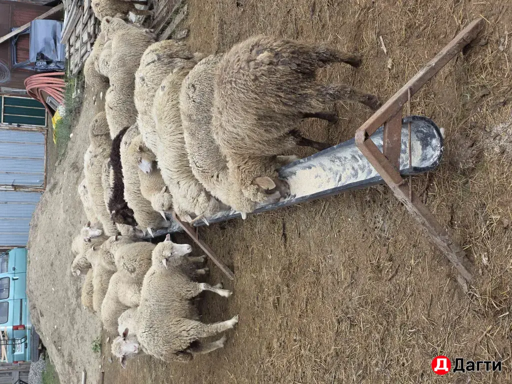 баранчики ягнята