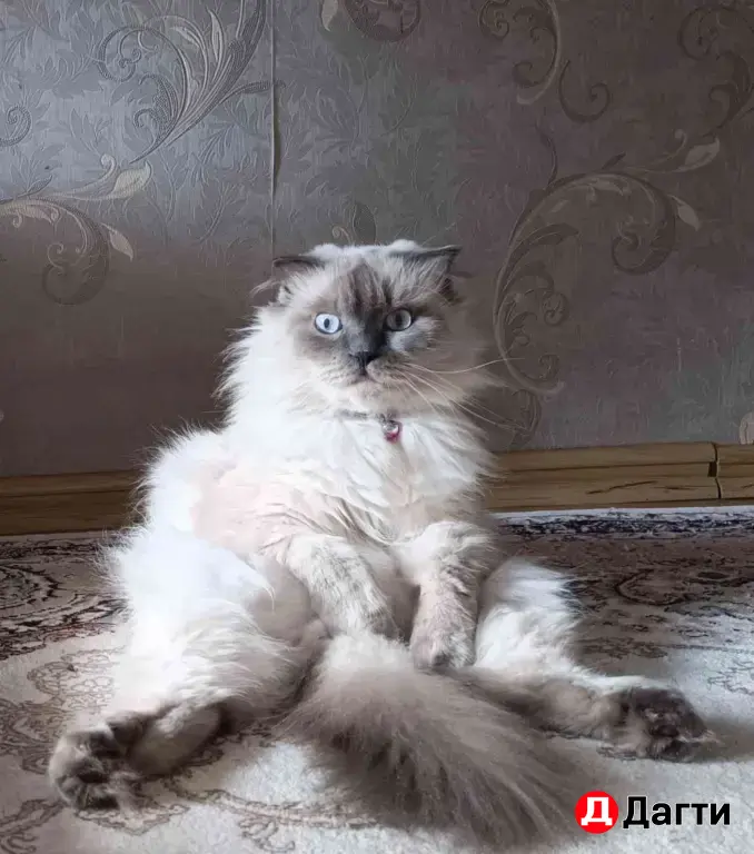 отдам кошку в добрые руки