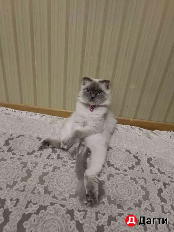 отдам кошку в добрые руки