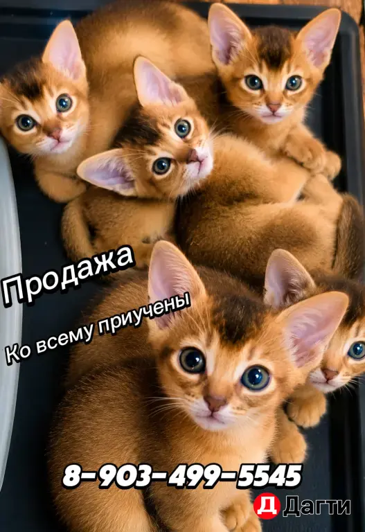 котята абиссинские