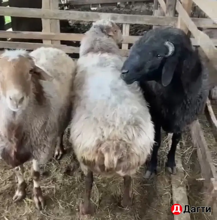 бараны на племя